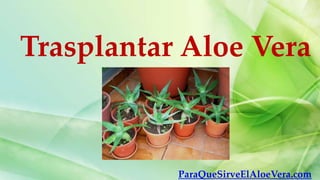 Trasplantar Aloe Vera



           ParaQueSirveElAloeVera.com
 