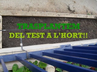 TRASPLANTEM
DEL TEST A L’HORT!!
 