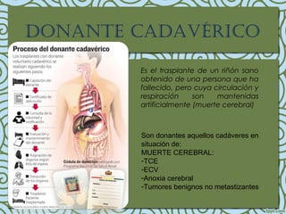 donante cadavÉrIco
Es el trasplante de un riñón sano
obtenido de una persona que ha
fallecido, pero cuya circulación y
respiración son mantenidas
artificialmente (muerte cerebral)
Son donantes aquellos cadáveres en
situación de:
MUERTE CEREBRAL:
-TCE
-ECV
-Anoxia cerebral
-Tumores benignos no metastizantes
 
