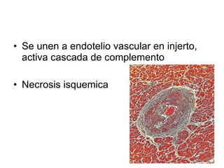 Se unen a endotelio vascular en injerto, activa cascada de complemento Necrosis isquemica 