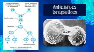 Anticuerpos
terapéuticos
 