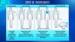 TIPOS DE TRASPLANTES
El órgano
o tejido
trasplantado
proviene del
mismo
individuo.
Efectuado entre
individuos
de una misma especie,
genéticamente idénticos.
Efectuado entre
individuos
de una misma especie
pero genéticamente
diferentes
Llamado también
xenotrasplante
es el que se hace entre
especies diferentes
Autotrasplante Isotrasplante Alotrasplante Heterotrasplante
 