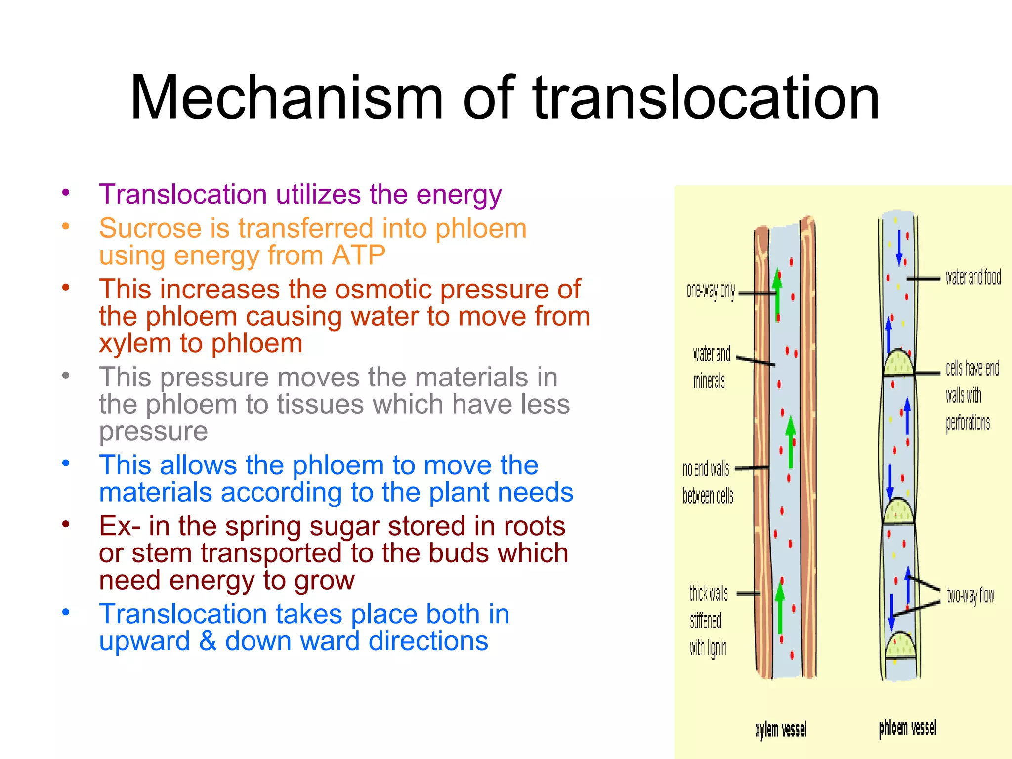 In What Type Of Plant Tissue Does Translocation Take Place