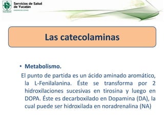 • Metabolismo.
El punto de partida es un ácido aminado aromático,
la L-Fenilalanina. Éste se transforma por 2
hidroxilaciones sucesivas en tirosina y luego en
DOPA. Éste es decarboxilado en Dopamina (DA), la
cual puede ser hidroxilada en noradrenalina (NA)
Las catecolaminas
 