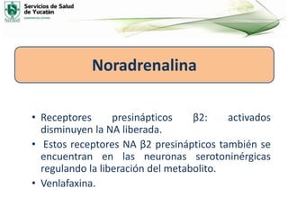 • Receptores presinápticos β2: activados
disminuyen la NA liberada.
• Estos receptores NA β2 presinápticos también se
encuentran en las neuronas serotoninérgicas
regulando la liberación del metabolito.
• Venlafaxina.
Noradrenalina
 