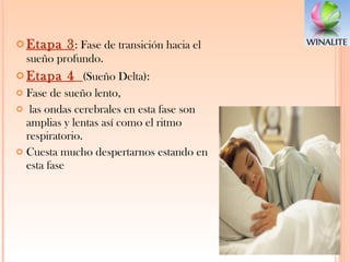 Etapa 3 : Fase de transición hacia el sueño profundo.  Etapa 4   (Sueño Delta):  Fase de sueño lento, las ondas cerebrales en esta fase son amplias y lentas así como el ritmo respiratorio.  Cuesta mucho despertarnos estando en esta fase 