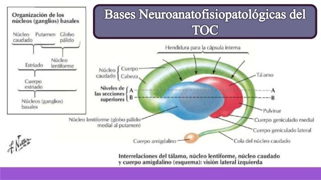 Trastorno obsesivo compulsivo presentacion copia