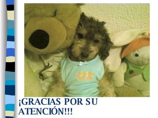 ¡GRACIAS POR SU ATENCIÓN!!! 