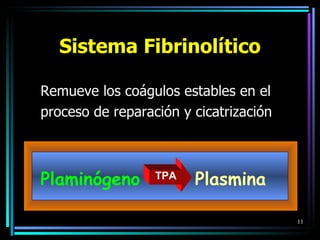 Sistema Fibrinolítico Remueve los coágulos estables en el  proceso de reparación y cicatrización Plaminógeno     Plasmina TPA 