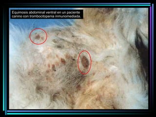 Equimosis abdominal ventral en un paciente canino con trombocitopenia inmunomediada. 
