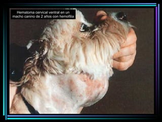Hematoma cervical ventral en un m a cho canino de 2 años con hemofilia 