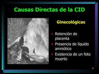 Ginecológicas Retención de placenta Presencia de líquido amniótico Existencia de un feto muerto Causas Directas de la CID 