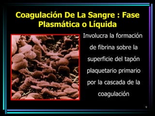Coagulación De La Sangre : Fase Plasmática o Líquida Involucra la formación  de fibrina sobre la superficie del tapón plaquetario primario por la cascada de la coagulación 