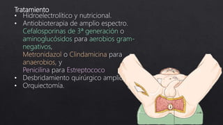 Tratamiento
• Hidroelectrolítico y nutricional.
• Antiobioterapia de amplio espectro.
Cefalosporinas de 3ª generación o
aminoglucósidos para aerobios gram-
negativos,
Metronidazol o Clindamicina para
anaerobios, y
Penicilina para Estreptococo
• Desbridamiento quirúrgico amplio.
• Orquiectomía.
 