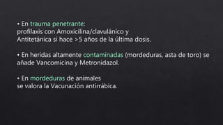 • En trauma penetrante:
profilaxis con Amoxicilina/clavulánico y
Antitetánica si hace >5 años de la última dosis.
• En heridas altamente contaminadas (mordeduras, asta de toro) se
añade Vancomicina y Metronidazol.
• En mordeduras de animales
se valora la Vacunación antirrábica.
 