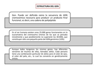 ESTRUCTURA DEL GEN
Gen. Puede ser definido como la secuencia de ADN
cromosómico necesaria para producir un producto final
funcional, es decir, una cadena de polipéptido
En el ser humano existen unos 25.000 genes funcionantes en la
eucromatina del cromosoma (menos de los que se pensaba
inicialmente y que posiblemente no superarán los 30.000), que
constituyen sólo una pequeña parte del ADN genómico (10%).
Aunque todos tengamos los mismos genes, hay diferentes
versiones de muchos de ellos, llamados alelos. Cada persona
tiene una combinación particular de alelos para el color de ojos,
el color del pelo, etc., lo cual los convierte en genéticamente
únicos.
 