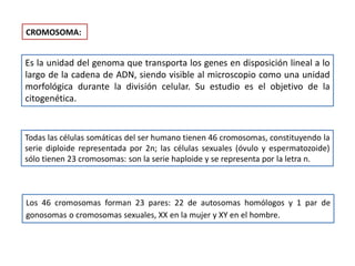 CROMOSOMA:
Es la unidad del genoma que transporta los genes en disposición lineal a lo
largo de la cadena de ADN, siendo visible al microscopio como una unidad
morfológica durante la división celular. Su estudio es el objetivo de la
citogenética.
Todas las células somáticas del ser humano tienen 46 cromosomas, constituyendo la
serie diploide representada por 2n; las células sexuales (óvulo y espermatozoide)
sólo tienen 23 cromosomas: son la serie haploide y se representa por la letra n.
Los 46 cromosomas forman 23 pares: 22 de autosomas homólogos y 1 par de
gonosomas o cromosomas sexuales, XX en la mujer y XY en el hombre.
 