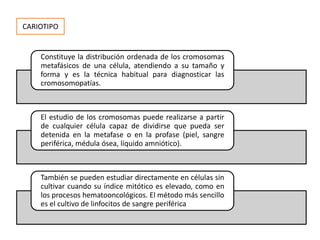 CARIOTIPO
Constituye la distribución ordenada de los cromosomas
metafásicos de una célula, atendiendo a su tamaño y
forma y es la técnica habitual para diagnosticar las
cromosomopatías.
El estudio de los cromosomas puede realizarse a partir
de cualquier célula capaz de dividirse que pueda ser
detenida en la metafase o en la profase (piel, sangre
periférica, médula ósea, líquido amniótico).
También se pueden estudiar directamente en células sin
cultivar cuando su índice mitótico es elevado, como en
los procesos hematooncológicos. El método más sencillo
es el cultivo de linfocitos de sangre periférica
 
