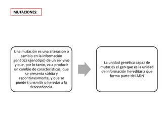 MUTACIONES:
Una mutación es una alteración o
cambio en la información
genética (genotipo) de un ser vivo
y que, por lo tanto, va a producir
un cambio de características, que
se presenta súbita y
espontáneamente, y que se
puede transmitir o heredar a la
descendencia.
La unidad genética capaz de
mutar es el gen que es la unidad
de información hereditaria que
forma parte del ADN
 
