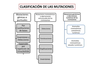 Mutaciones
génicas o
puntuales
Por
sustituciones
de bases
Inversiones y
Delecciones
Expansión
por
repetición de
trinucleótido
s
Mutaciones cromosómicas
o aberraciones
estructurales de los
cromosomas
Delecciones
Translocaciones:
Duplicaciones
Inversiones
Mutaciones genómicas
o aberraciones
numéricas de los
cromosomas
CLASIFICACIÓN DE LAS MUTACIONES
Anomalías
cromosómicas
autosómicas
numéricas
Anomalías
cromosómicas
sexuales numéricas:
 