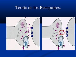 TTeeoorrííaa ddee llooss RReecceeppttoorreess.. 
 