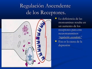 RReegguullaacciióónn AAsscceennddeennttee 
ddee llooss RReecceeppttoorreess.. 
 LLaa ddeeffiicciieenncciiaa ddee llaass 
mmoonnooaammiinnaass rreessuullttaa eenn 
uunn aauummeennttoo ddee llooss 
rreecceeppttoorreess ppaarraa eessttee 
nneeuurroottrraannssmmiissoorr:: 
““rreegguullaacciióónn aasscceennddeennttee”” 
 EEssaa eess llaa ccaauussaa ddee llaa 
ddeepprreessiióónn 
 