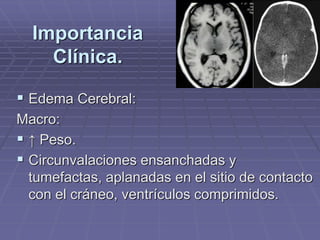 Importancia
Clínica.
 Edema Cerebral:
Macro:
 ↑ Peso.
 Circunvalaciones ensanchadas y
tumefactas, aplanadas en el sitio de contacto
con el cráneo, ventrículos comprimidos.
 