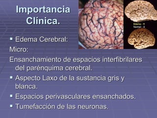  Edema Cerebral:
Micro:
Ensanchamiento de espacios interfibrilares
del parénquima cerebral.
 Aspecto Laxo de la sustancia gris y
blanca.
 Espacios perivasculares ensanchados.
 Tumefacción de las neuronas.
Importancia
Clínica.
 