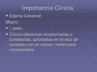 Importancia Clínica.
 Edema Cerebral:
Macro:
 ↑ peso.
 Circunvalaciones ensanchadas y
tumefactas, aplanadas en el sitio de
contacto con el cráneo, ventrículos
comprimidos.
 