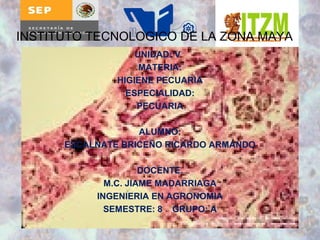 INSTITUTO TECNOLOGICO DE LA ZONA MAYA 
UNIDAD: V 
MATERIA: 
HIGIENE PECUARIA 
ESPECIALIDAD: 
PECUARIA 
ALUMNO: 
ESCALNATE BRICEÑO RICARDO ARMANDO 
DOCENTE. 
M.C. JIAME MADARRIAGA 
INGENIERIA EN AGRONOMIA 
SEMESTRE: 8 GRUPO: A 
 