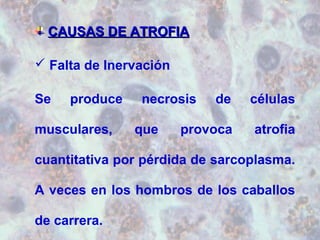 CCAAUUSSAASS DDEE AATTRROOFFIIAA 
 Falta de Inervación 
Se produce necrosis de células 
musculares, que provoca atrofia 
cuantitativa por pérdida de sarcoplasma. 
A veces en los hombros de los caballos 
de carrera. 
 