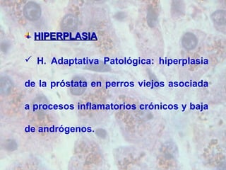 HHIIPPEERRPPLLAASSIIAA 
 H. Adaptativa Patológica: hiperplasia 
de la próstata en perros viejos asociada 
a procesos inflamatorios crónicos y baja 
de andrógenos. 
 