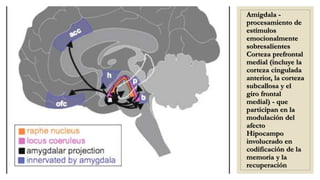 Amígdala -
procesamiento de
estímulos
emocionalmente
sobresalientes
Corteza prefrontal
medial (incluye la
corteza cingulada
anterior, la corteza
subcallosa y el
giro frontal
medial) - que
participan en la
modulación del
afecto
Hipocampo
involucrado en
codificación de la
memoria y la
recuperación
 