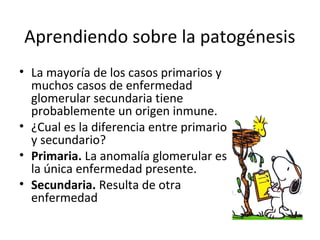 Aprendiendo sobre la patogénesis
• La mayoría de los casos primarios y
muchos casos de enfermedad
glomerular secundaria tiene
probablemente un origen inmune.
• ¿Cual es la diferencia entre primario
y secundario?
• Primaria. La anomalía glomerular es
la única enfermedad presente.
• Secundaria. Resulta de otra
enfermedad
 