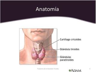 Anatomía  Trastorno de la Glandula Tiroides 