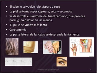 El cabello se vuelve ralo, áspero y seco La piel se torna áspera, gruesa, seca y escamosa Se desarrolla el síndrome del túnel carpiano, que provoca hormigueo o dolor en las manos. El pulso se vuelve más lento Carotenemia La parte lateral de las cejas se desprende lentamente. Trastorno de la Glandula Tiroides 