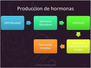 Produccion de hormonas Trastorno de la Glandula Tiroides 