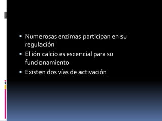 Numerosas enzimas participan en su regulaciónEl ión calcio es escencial para su funcionamiento Existen dos vías de activación