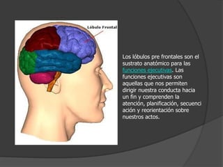 Los lóbulos pre frontales son el sustrato anatómico para las funciones ejecutivas. Las funciones ejecutivas son aquellas que nos permiten dirigir nuestra conducta hacia un fin y comprenden la atención, planificación, secuenciación y reorientación sobre nuestros actos. 