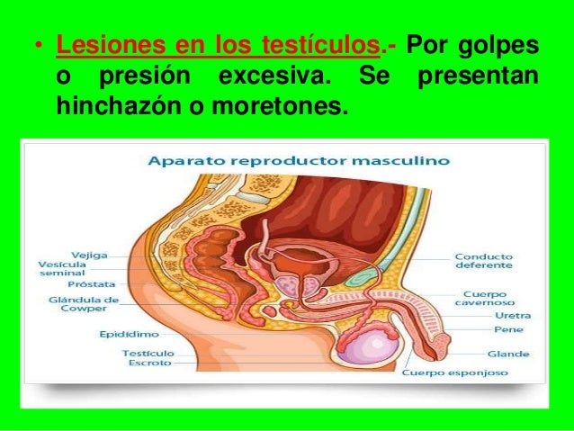 Transtornos del aparato sexual