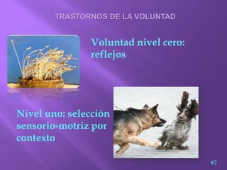 Voluntad nivel cero:
reflejos
TRASTORNOS DE LA VOLUNTAD
Nivel uno: selección
sensorio-motriz por
contexto
#2
 