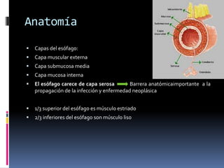 Anatomía
 Capas del esófago:
 Capa muscular externa
 Capa submucosa media
 Capa mucosa interna
 El esófago carece de capa serosa Barrera anatómicaimportante a la
propagación de la infección y enfermedad neoplásica
 1/3 superior del esófago es músculo estriado
 2/3 inferiores del esófago son músculo liso
 