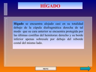 HÍGADO


Hígado se encuentra alojado casi en su totalidad
debajo de la cúpula diafragmática derecha de tal
modo que su cara anterior se encuentra protegida por
las últimas costillas del hemitorax derecho y su borde
inferior apenas sobresale por debajo del reborde
costal del mismo lado.




                      MENU
 