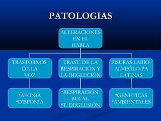 PPAATTOOLLOOGGIIAASS 
ALTERACIONES 
EN EL 
HABLA 
TRASTORNOS 
DE LA 
VOZ 
TRAST. DE LA 
RESPIRACIÓN Y 
LA DEGLUCIÓN 
FISURAS LABIO-ALVEÓLO- 
PA 
LATINAS 
•AFONIA 
•DISFONIA 
•RESPIRACIÓN 
BUCAL. 
•T. DEGLUSIÓN 
•GÉNETICAS 
•AMBIENTALES 
 