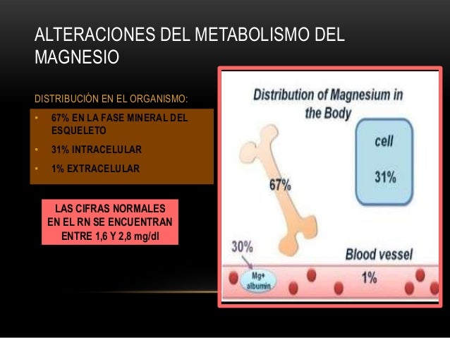 Un curso corto en alimentos acelerar metabolismo