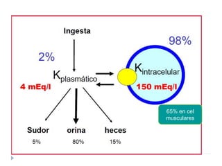 65% en cel
musculares
 