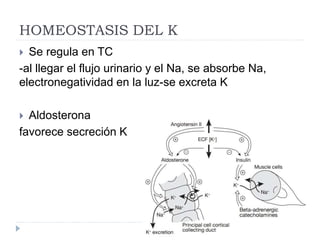 HOMEOSTASIS DEL K
 Se regula en TC
-al llegar el flujo urinario y el Na, se absorbe Na,
electronegatividad en la luz-se excreta K
 Aldosterona
favorece secreción K
 