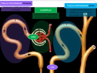 ELIMINACIÓN
renal y
extrarrenal
La excreción EXTRA-RENAL de K+ comprende:
El epitelio del colon tiene capacidad para
secre...