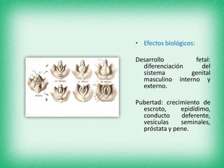 • Efectos biológicos:
Desarrollo fetal:
diferenciación del
sistema genital
masculino interno y
externo.
Pubertad: crecimiento de
escroto, epidídimo,
conducto deferente,
vesículas seminales,
próstata y pene.
 