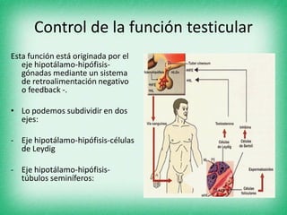 Control de la función testicular
Esta función está originada por el
eje hipotálamo-hipófisis-
gónadas mediante un sistema
de retroalimentación negativo
o feedback -.
• Lo podemos subdividir en dos
ejes:
- Eje hipotálamo-hipófisis-células
de Leydig
- Eje hipotálamo-hipófisis-
túbulos seminíferos:
 